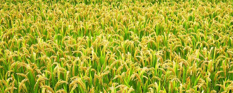 红两优211水稻品种简介，尤其注意防治稻瘟病