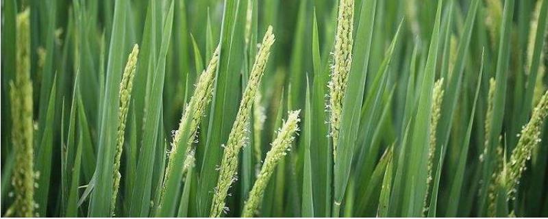 强两优373水稻种简介，尤其注意防治稻瘟病