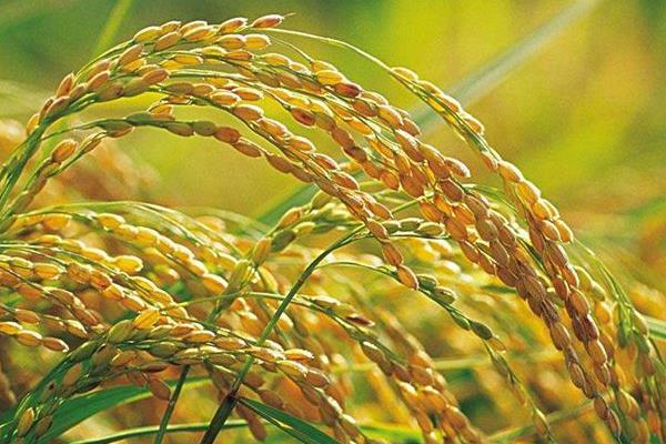 荃两优851水稻种子简介，每亩有效穗数15.2万穗