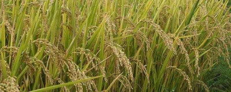 C两优粤农丝苗水稻种子介绍，3月上旬至4月下旬播种为宜