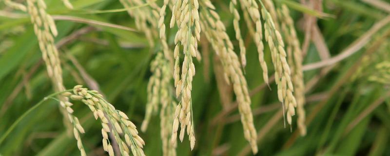 陵两优1116水稻种子简介，每亩插足基本苗6万以上