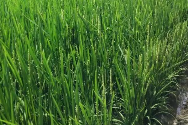 荃两优851水稻种子简介，每亩有效穗数15.2万穗