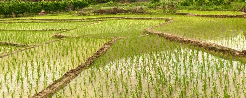 丰乐粳88水稻品种的特性，一般5月上中旬播种