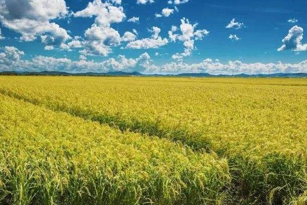 中科发7号水稻品种简介，每亩有效穗数25.3万穗