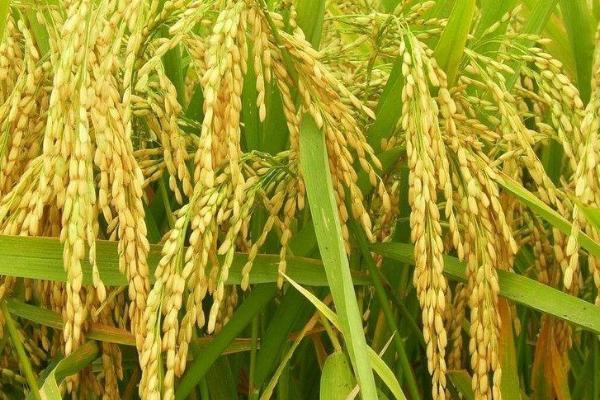 松科粳108水稻种子简介，每亩有效穗数22.8万穗