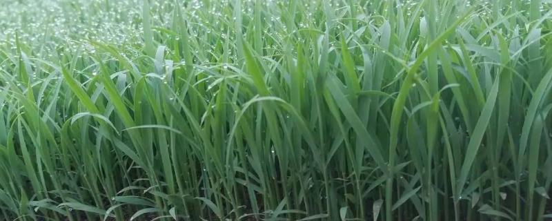 丰乐粳99水稻种子介绍，秧田期抓好灰飞虱的防治