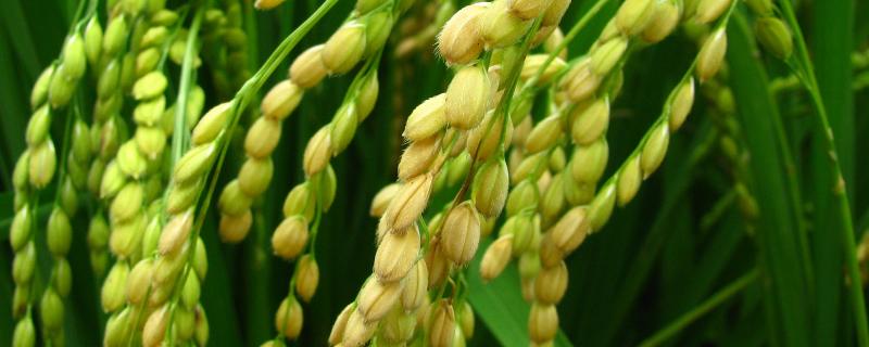 中禾优6号水稻品种的特性，一般5月中下旬播种