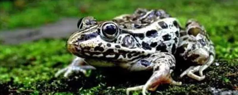黑斑蛙的养殖方式，孵化期的水温要保持在20-25℃