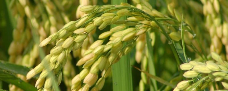 春9两优华占水稻种子介绍，全生育期114.5天
