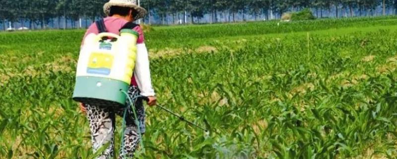 双草醚可以打哪些杂草，主要打稗草、马唐、双穗雀稗等