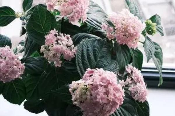 切花的含义，是剪切的花朵、花枝、叶片等部位的总称