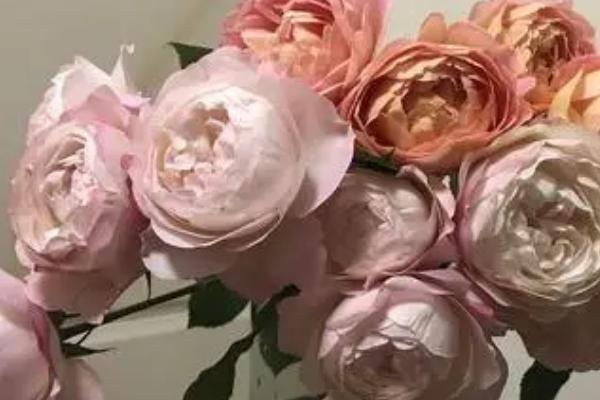 切花的含义，是剪切的花朵、花枝、叶片等部位的总称