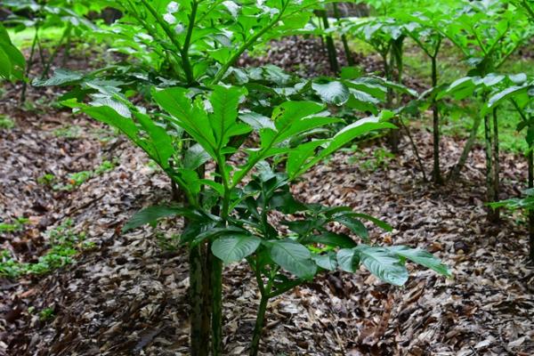 魔芋的种植方法，可春播或冬播