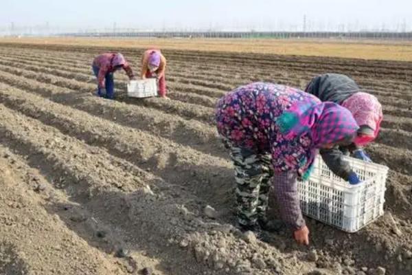 糯玉米什么时间种植，通常在2月底或3上旬进行