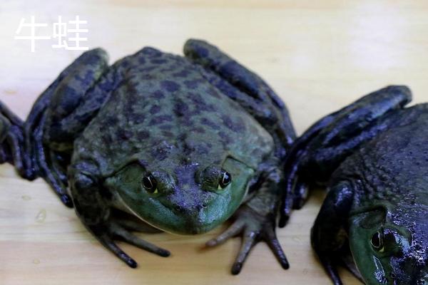 石蛙和牛蛙的区别，物种分类、分布和大小均不同