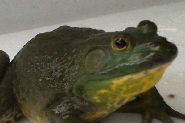 石蛙和牛蛙的区别，物种分类、分布和大小均不同