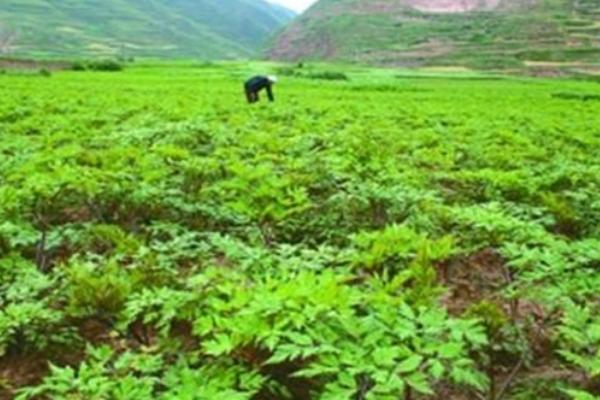 当归是什么植物，是多年生草本植物