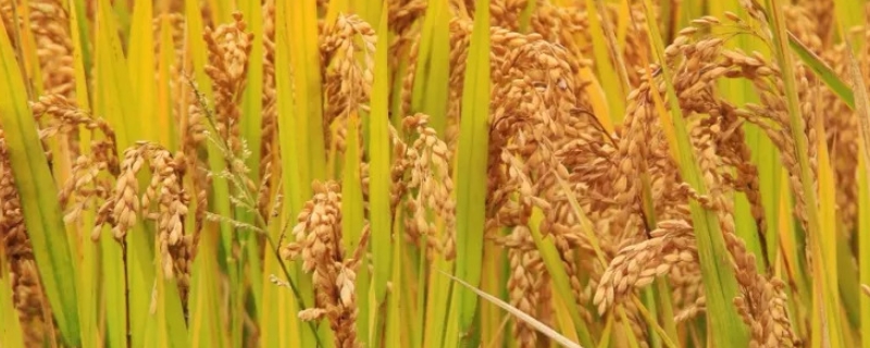 吉优421水稻种简介，3月下旬播种