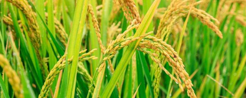 和两优红宝水稻品种的特性，注意防治白叶枯病