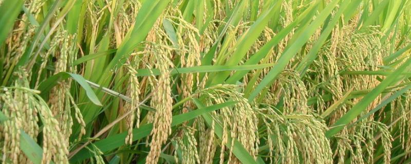 深两优1378水稻品种简介，注意防治白叶枯病