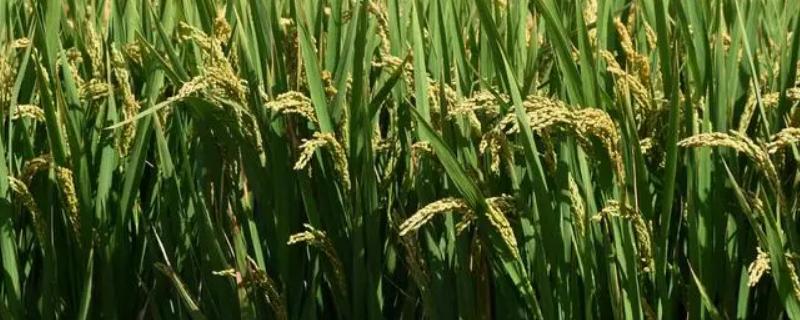 金玉优1067水稻种简介，每亩有效穗数16.5万