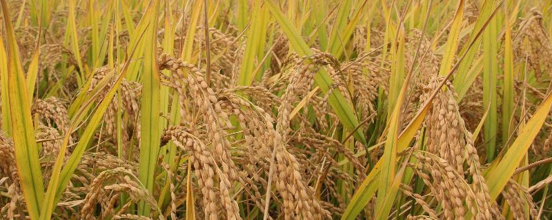 宏泰优621水稻种子特征特性，肥力较低田块