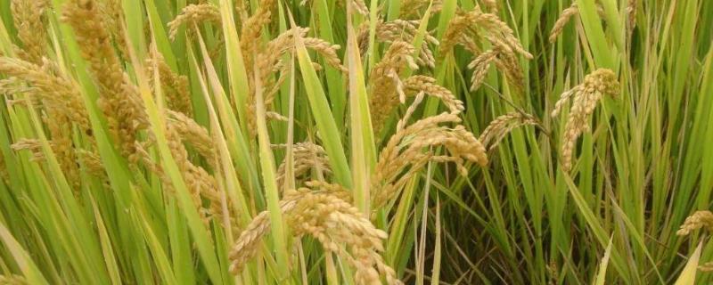 禾广油占水稻品种简介，感温型常规稻品种