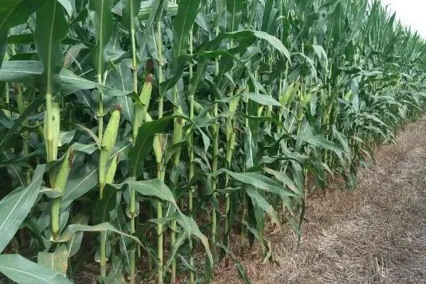 贝丝香糯玉米种简介，每亩施放15-20公斤尿素