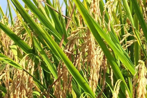 农香优雅占水稻品种简介，全生育期平均135天
