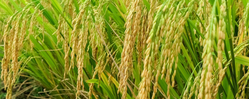 创两优4418水稻种子简介，全生育期平均133.5天
