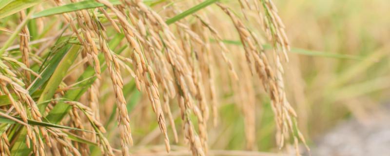 广8优673水稻种子简介，全生育期139.5天