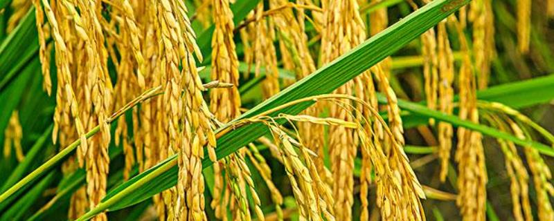 正湘优868水稻品种简介，每亩有效穗数17.2万