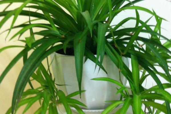 植物叶子发软下垂的原因，光照强烈、浇水过多等都会导致