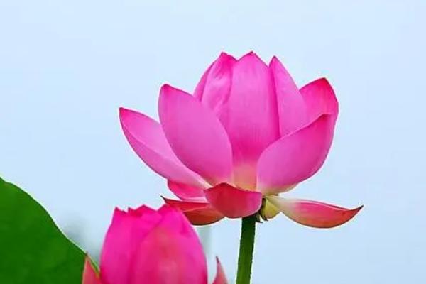 中国的名花有哪些，主要有以下10种