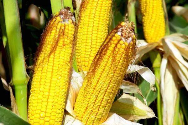 菏玉19玉米品种的特性，适宜密度为每亩4500株左右