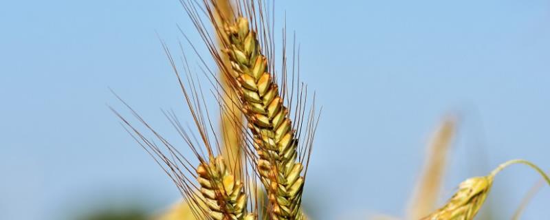 济紫麦1号小麦品种的特性，适宜播期10月5～15日