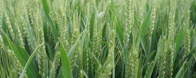 济糯麦1号小麦种子简介，适宜播期10月10～20日