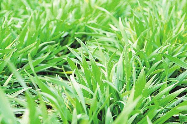 济紫麦1号小麦品种的特性，适宜播期10月5～15日