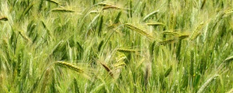 青农7号小麦种简介，每亩基本苗12～15万