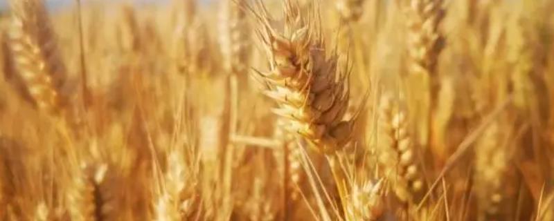 秋田116小麦品种简介，每亩基本苗17～20万