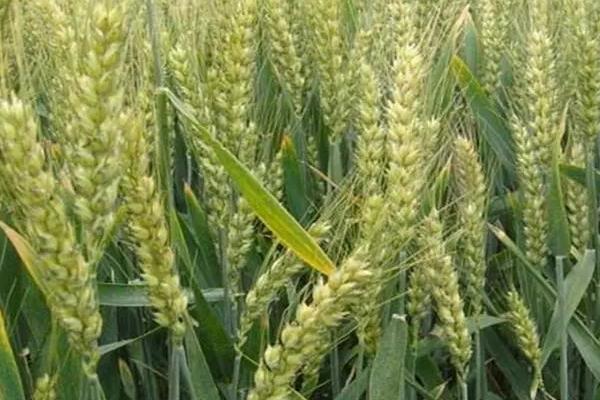 秋田116小麦品种简介，每亩基本苗17～20万