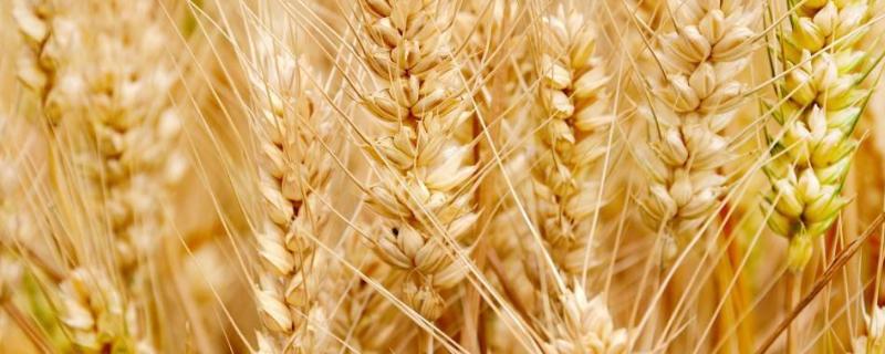 岱麦366小麦种子特征特性，每亩基本苗18万左右