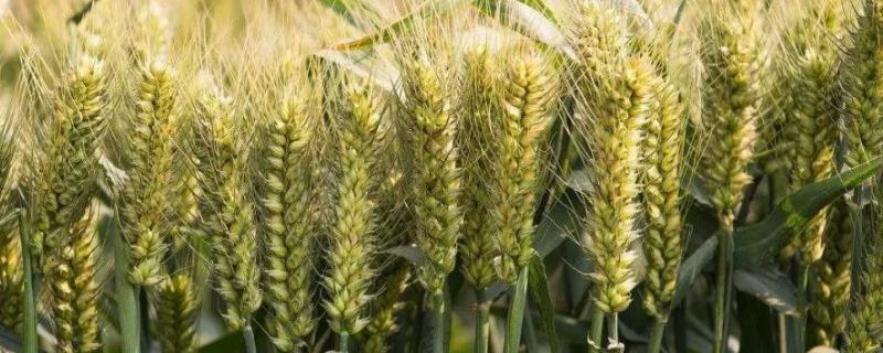 齐民11号小麦种子特征特性，每亩基本苗12～15万