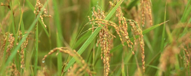 圣稻26水稻品种简介，属中晚熟粳稻品种