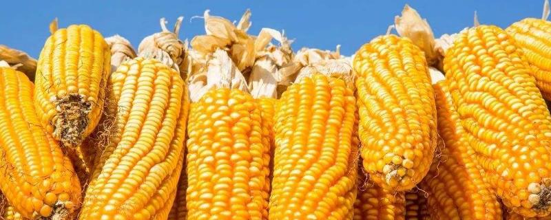 粒农16玉米种子介绍，适宜种植密度4500株/亩