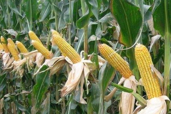 郑单5176玉米种子介绍，大喇叭口期防治玉米螟虫