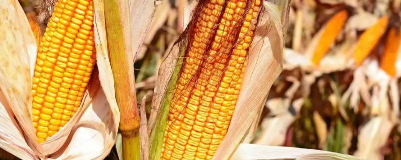 康瑞102玉米种子特征特性，夏播生育期102-105天
