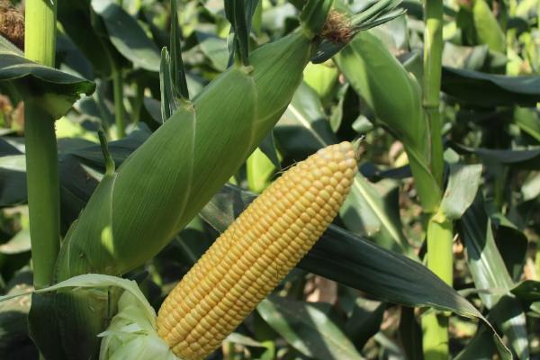 康瑞102玉米种子特征特性，夏播生育期102-105天