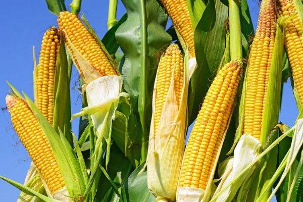 希优358玉米品种的特性，大喇叭口期防治玉米螟虫
