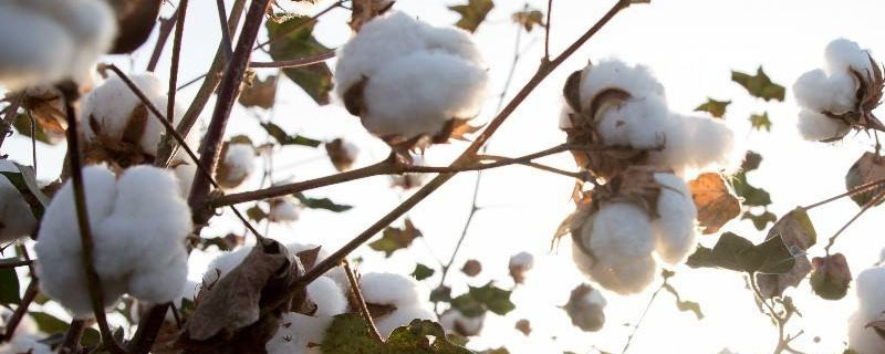 宛167棉花品种的特性，地膜覆盖适宜播期为4月中旬